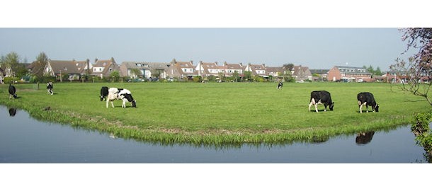 dia dorpsrand Driebruggen-koeien